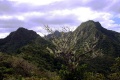 The top of Te Rua Manga hike.